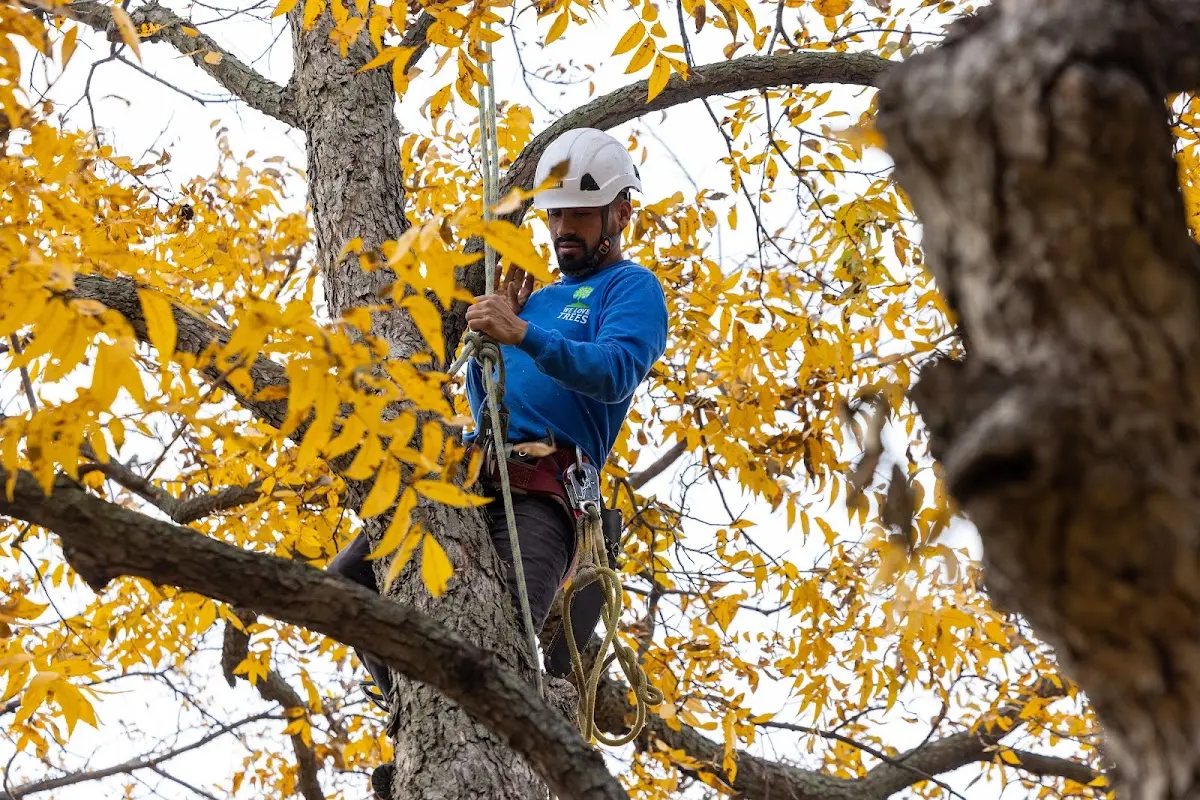 Skilled Tree Trimming crew working in Satartia